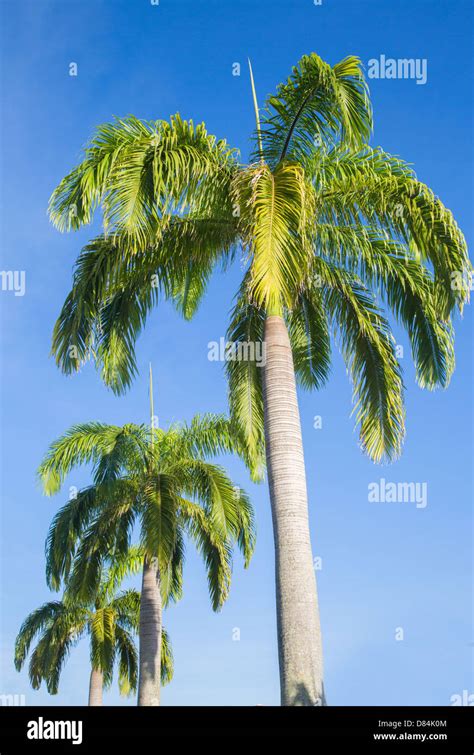 1,184,100+ Palm Tree Stock Photos, Pictures & Royalty.